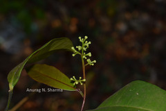 Zanthoxylum ovalifolium